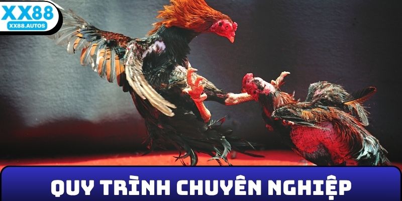 Trải nghiệm đỉnh cao với quy trình chuyên nghiệp